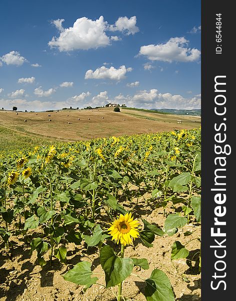 Chianti summer landscape with sunflowers and blue cloudy sky. Chianti summer landscape with sunflowers and blue cloudy sky