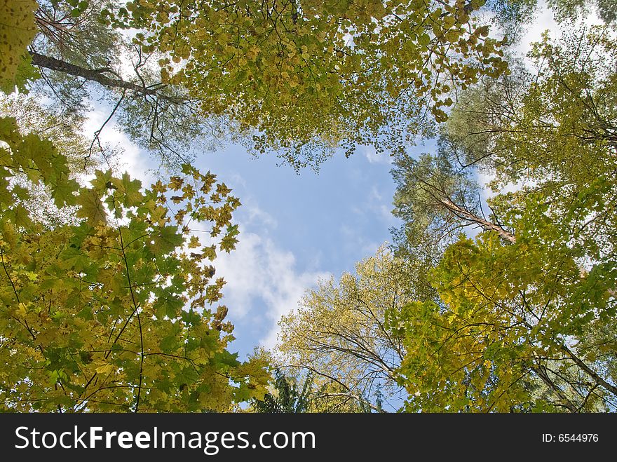 Sky, tree, clouds and autumn. Sky, tree, clouds and autumn