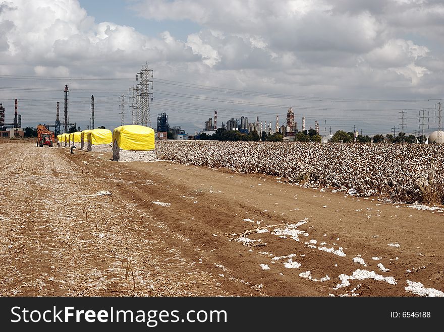 Hard work at harvest-time in the cotton field