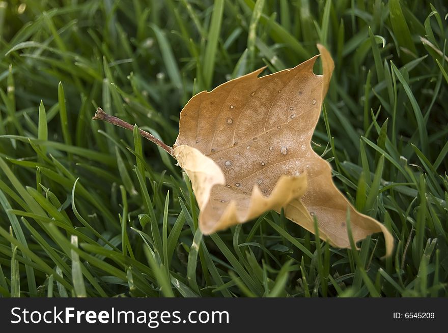 A photograph of a leaf against a grass background. A photograph of a leaf against a grass background