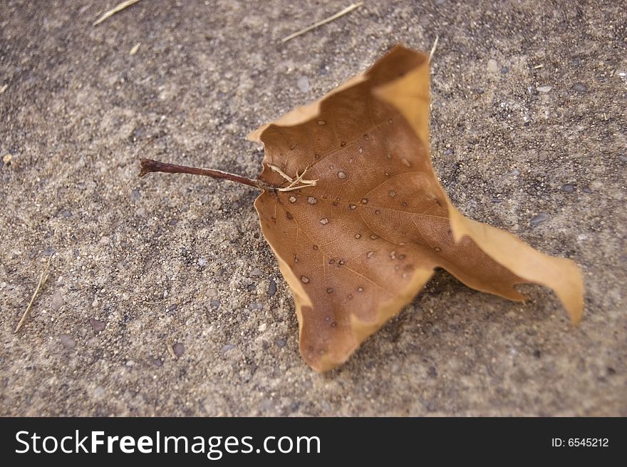 A photograph of a leaf against a concrete background. A photograph of a leaf against a concrete background