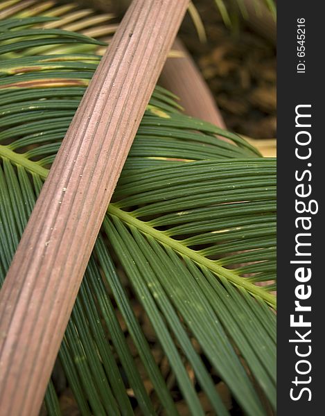 A photograph of a garden hose on top of a plant