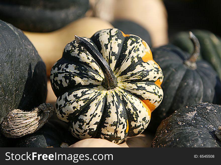 A fall Gourd with an interesting pattern