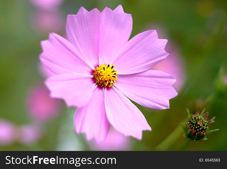 Pink cosmos flower with blurred (defocused) green background. Pink cosmos flower with blurred (defocused) green background.