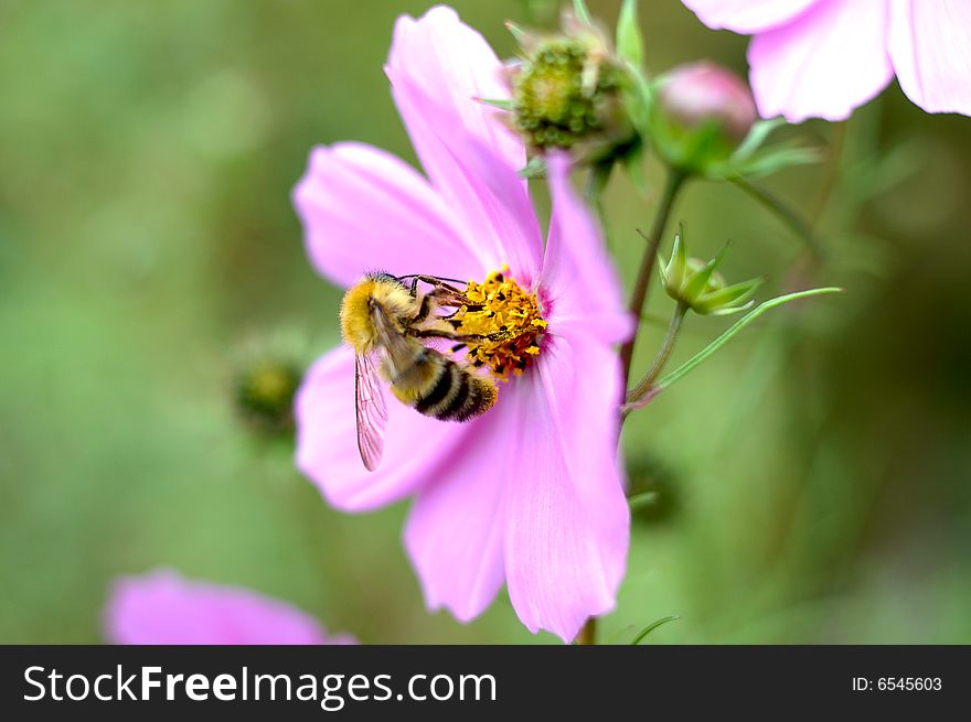 Pink cosmos flower and bee with blurred (defocused) green background. Pink cosmos flower and bee with blurred (defocused) green background.