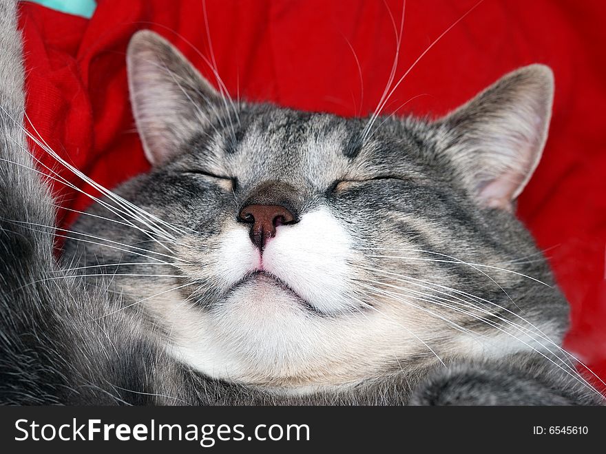 Sleeping cat on red background