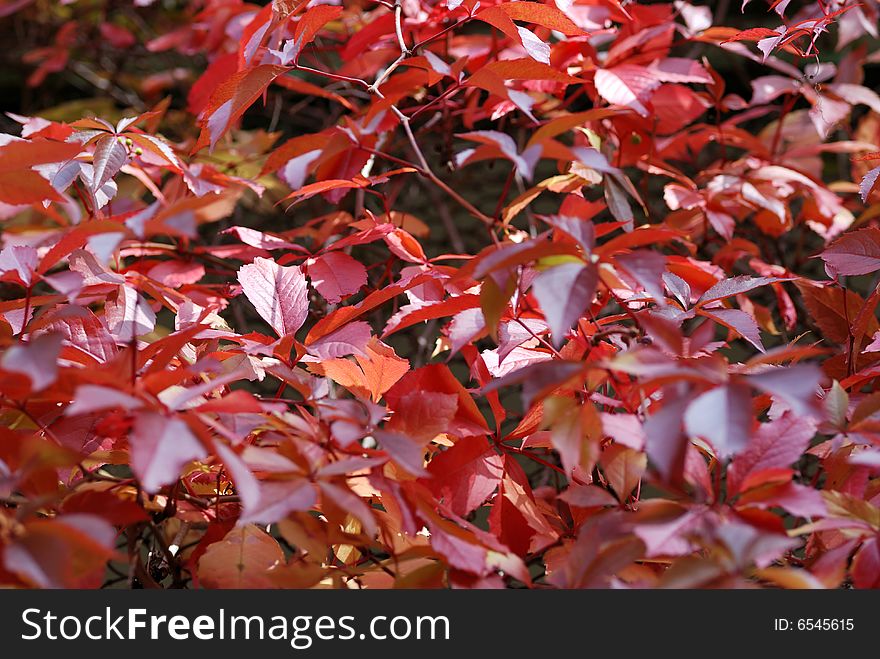 Autumn red leaves to background. Autumn red leaves to background