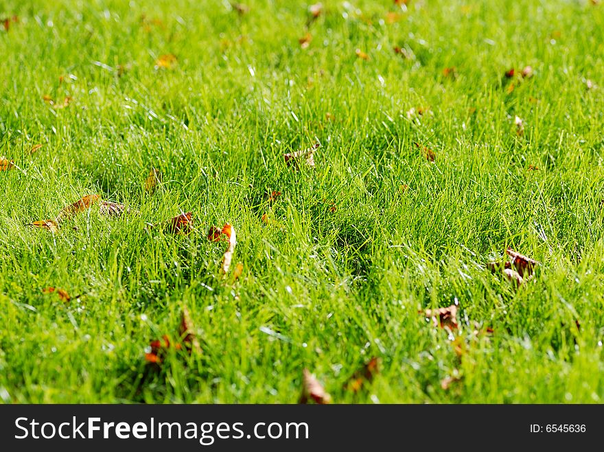 Fresh autumn grass with fallen leaves