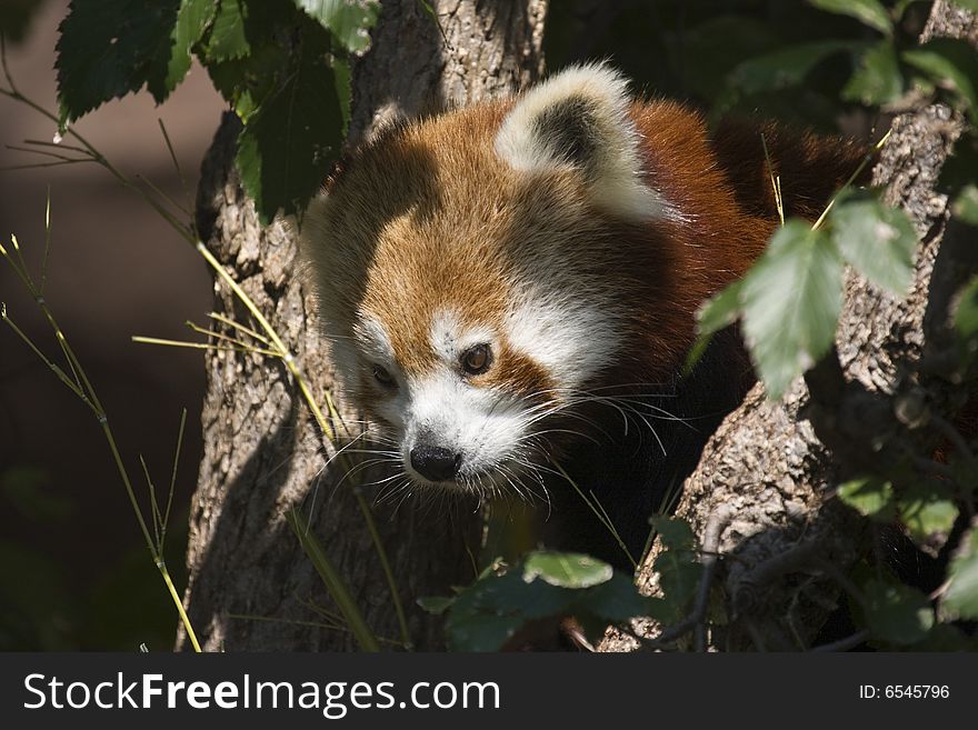 Red Panda in Tree at Zoo. Red Panda in Tree at Zoo