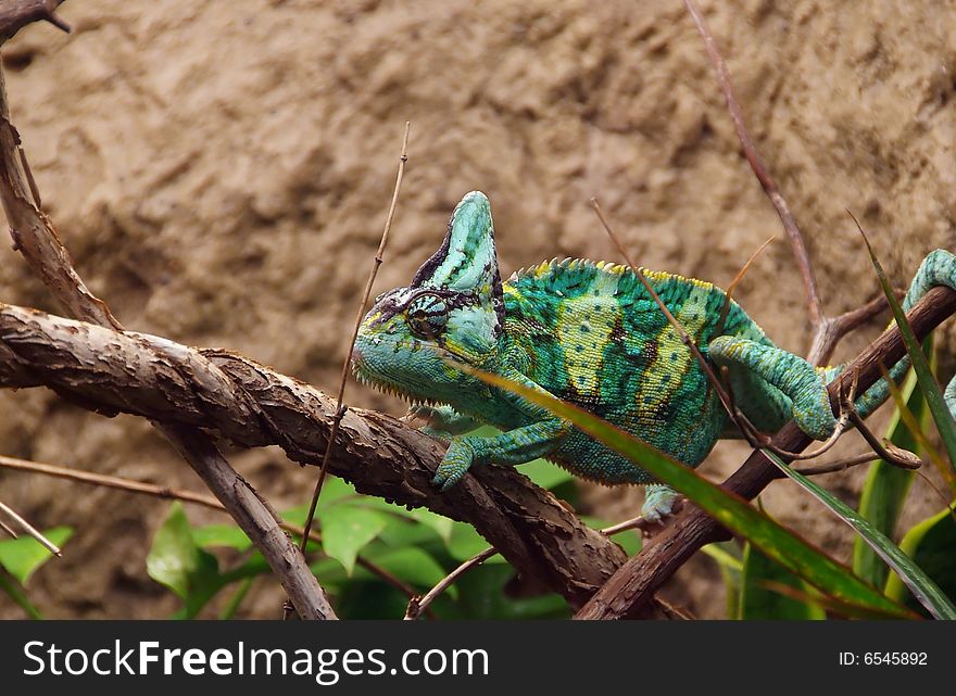 Green veiled chameleon on branch. Green veiled chameleon on branch