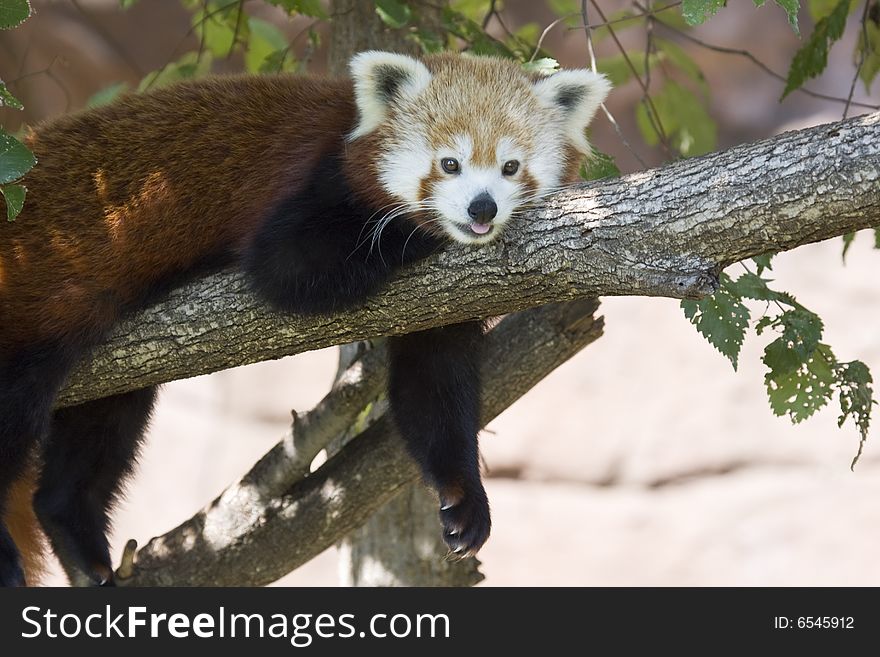 Red Panda Bear Chilling in Tree. Red Panda Bear Chilling in Tree