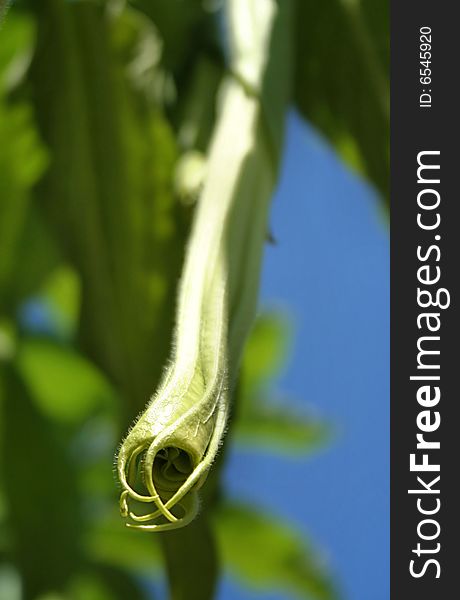 A depth of field shot of an unopened head of a single 'milk to honey' corolla shape angel's trumpet, or white Brugmansia flower, in its early stages of growth. A depth of field shot of an unopened head of a single 'milk to honey' corolla shape angel's trumpet, or white Brugmansia flower, in its early stages of growth