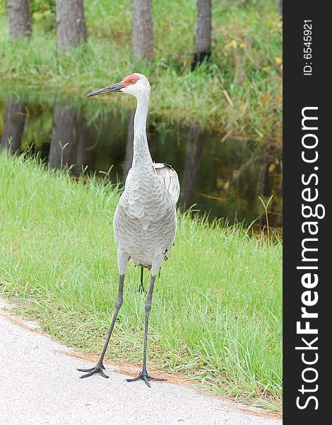 Sandhill crane next to creek on nature trail. Sandhill crane next to creek on nature trail.