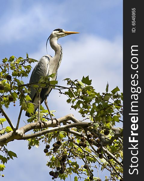 The grey heron sitting on a branch of a plane tree. The grey heron sitting on a branch of a plane tree
