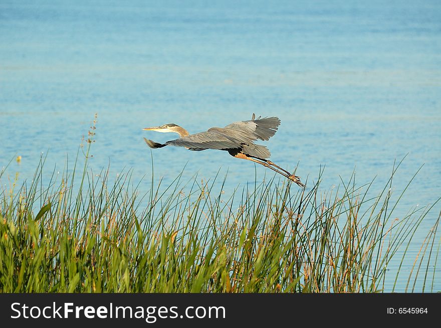 Egret flying alond the shore. Egret flying alond the shore