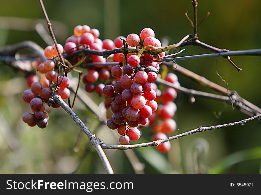A bunch of red grapes on a vine