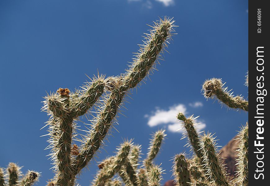 Prickly, Staghorn Cholla Against Blue.