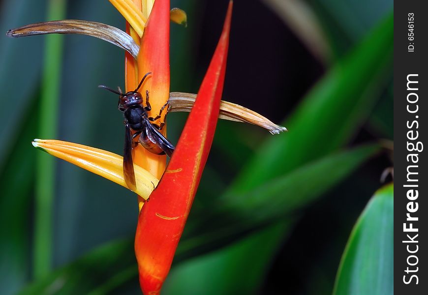 Bee Looking For Food At Heliconia Flower