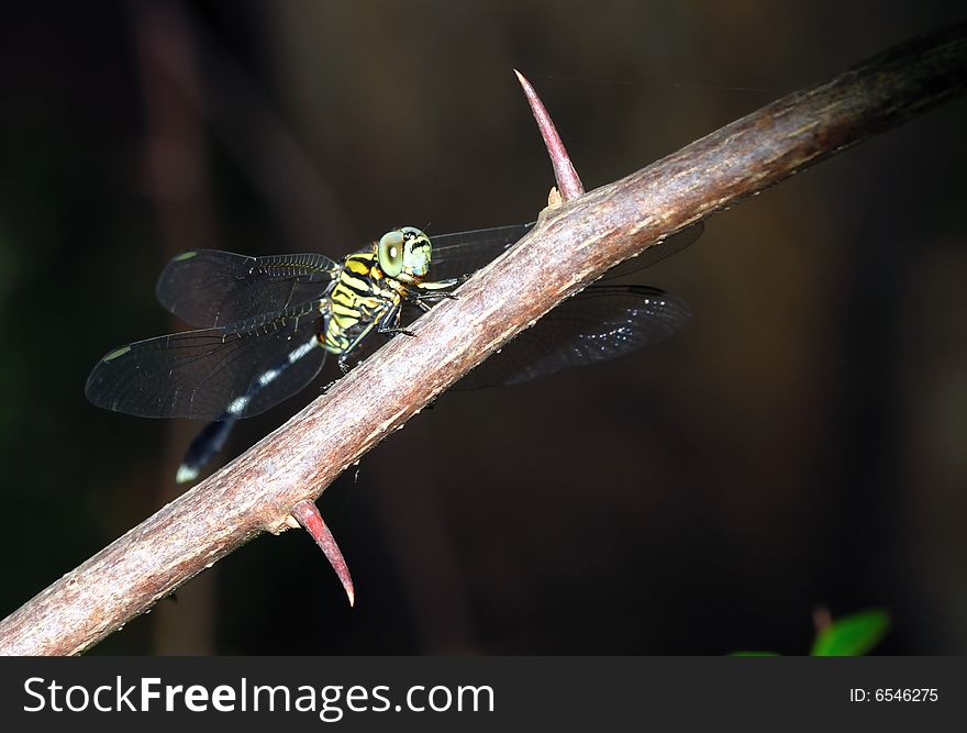 Green Dragonfly Resting On A Flower Branch