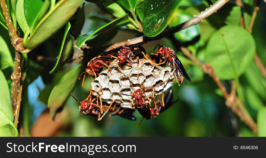 Wasps on they're hive