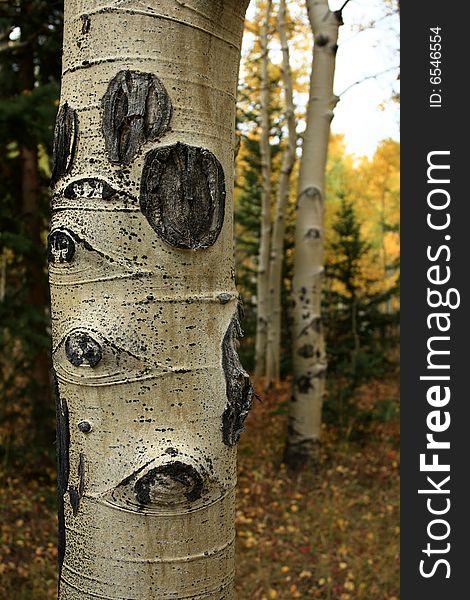 Vertical close-up of white trunks of aspen grove in the fall. Vertical close-up of white trunks of aspen grove in the fall