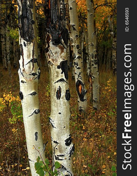 Close-up of trunks of aspen trees in the fall. Close-up of trunks of aspen trees in the fall