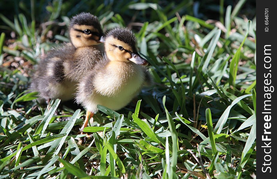 Two ducks baby flappers duckling cute wild bird. Two ducks baby flappers duckling cute wild bird