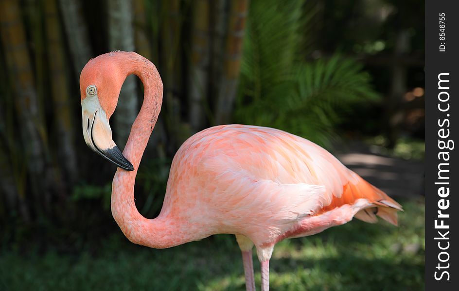 Flamingo pink colorful beautiful tropical bird. Flamingo pink colorful beautiful tropical bird