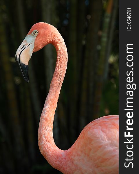 Flamingo beautiful tropical jungle pink bird nature wildlife