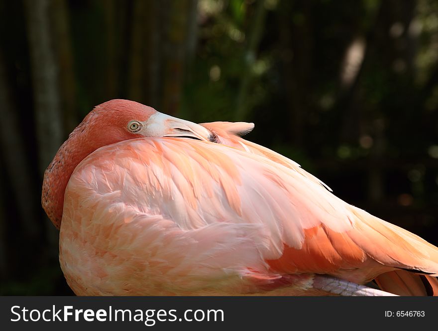 Flamingo pink colorful looking tropical bird feather