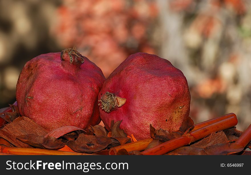 Two dried red pomegranates surrounded with fall colors