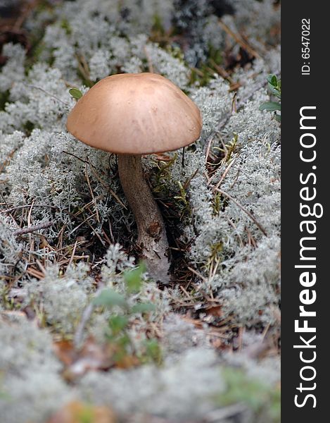Mushroom - brown cap boletus - in white moss