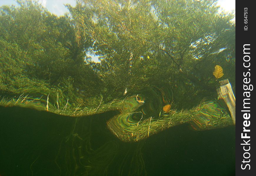 Under water view of trees in the lake