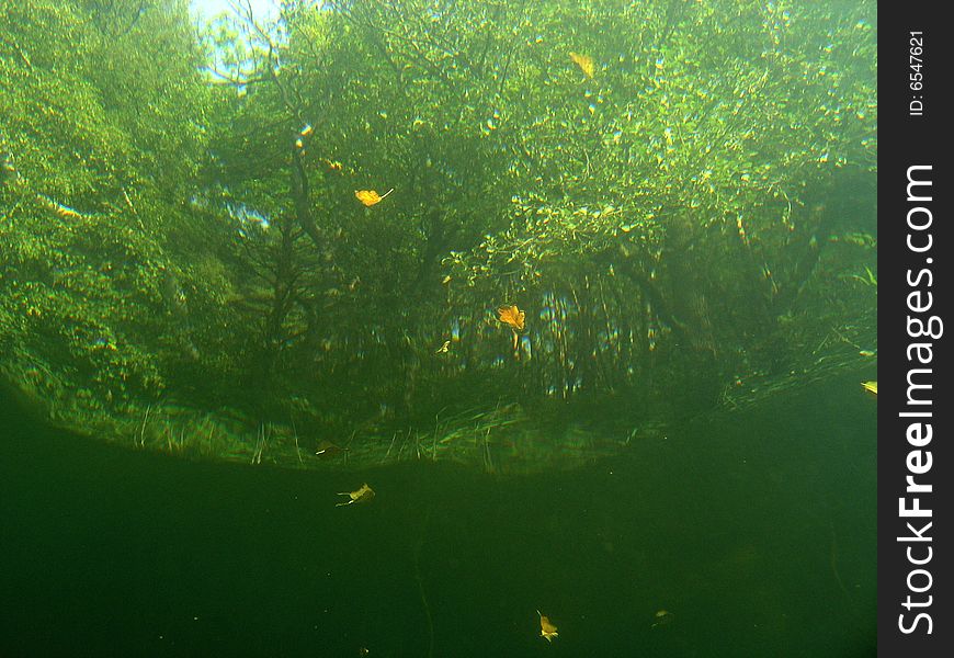 Under water view of trees in the lake