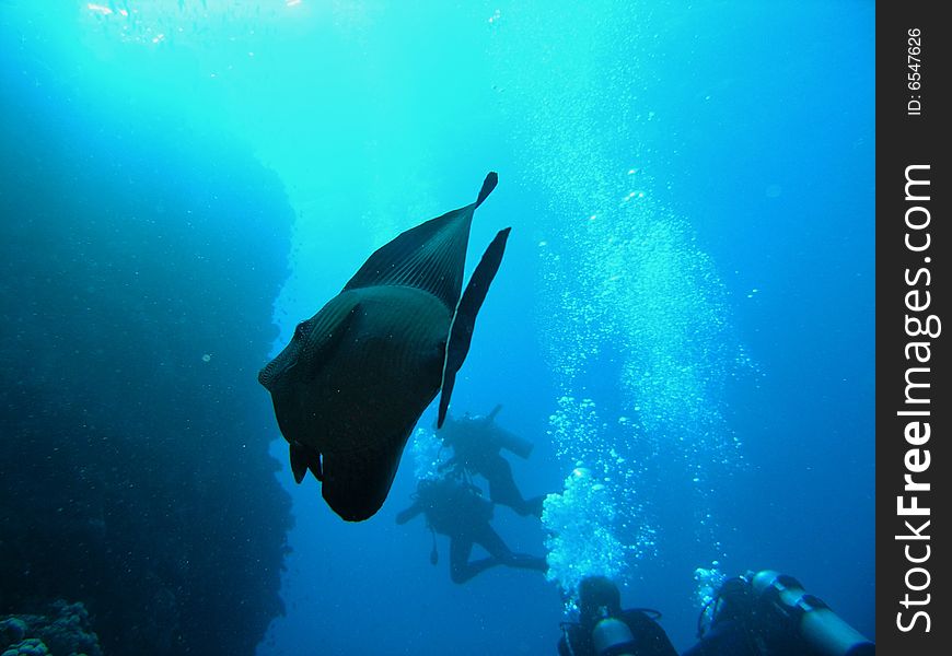 Fish Sailfin tang and divers  in the red sea