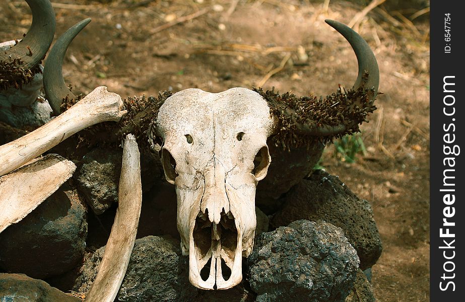 An image of a buffalo skull in Africa.