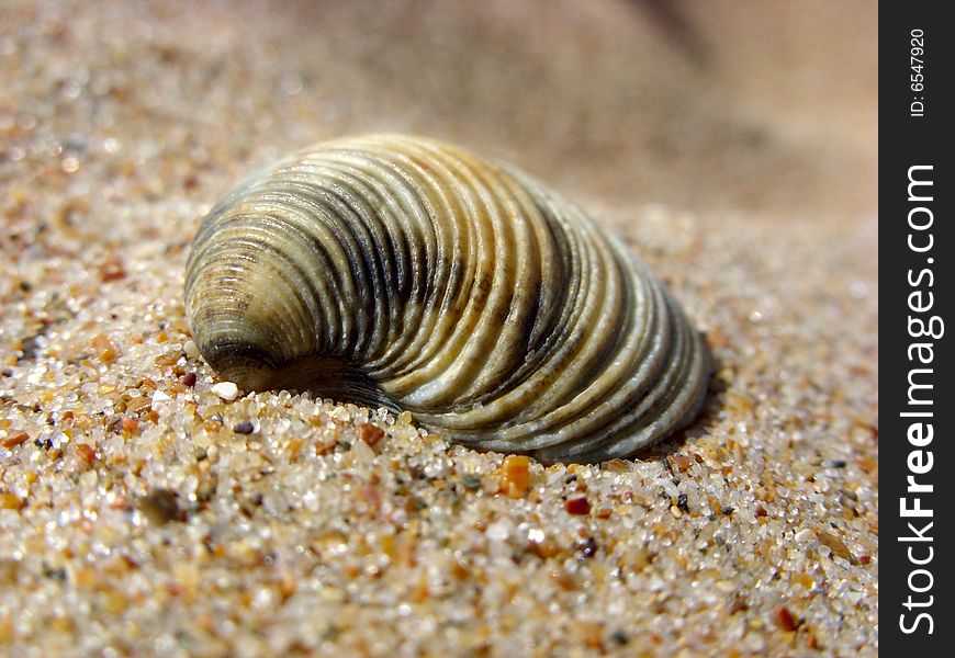 Cockleshell On A Sand.