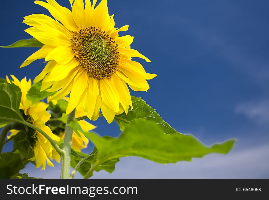 View of nice fresh sunflower on blue sky back