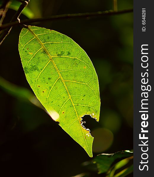 Green leaf with the sun shining through