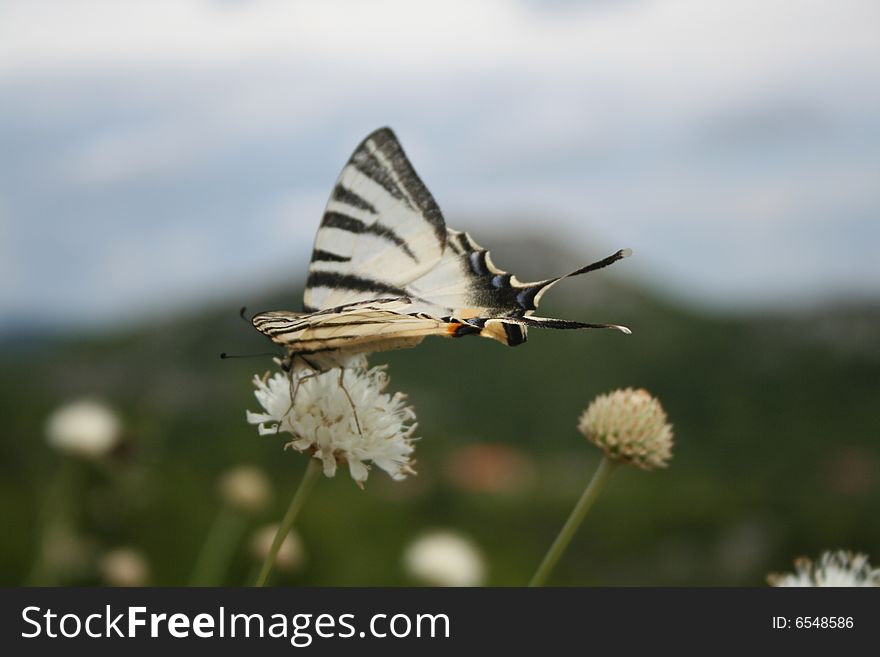 Close-up shot of a beautiful butterfly on a flower. Close-up shot of a beautiful butterfly on a flower