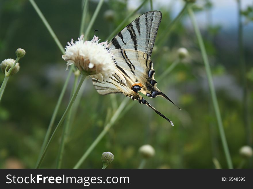 Close-up shot of a beautiful butterfly on a flower. Close-up shot of a beautiful butterfly on a flower