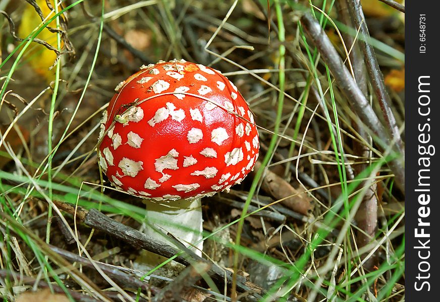 Fly agaric among grass and branches in autumn forest. Fly agaric among grass and branches in autumn forest