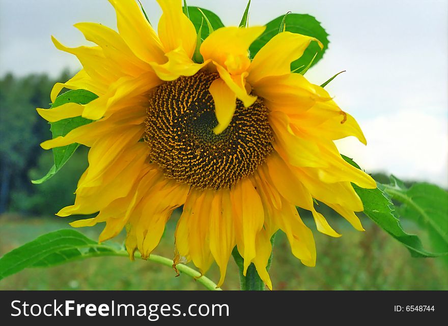 Sunflower close-up