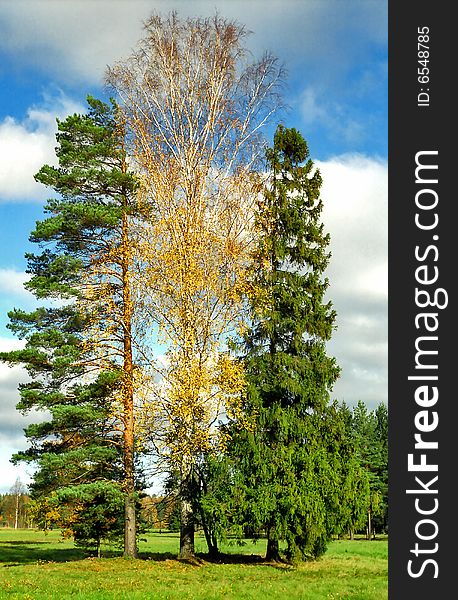 Three trees in autumn close-up. Three trees in autumn close-up