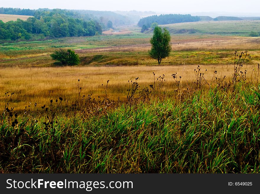 Meadow with tree