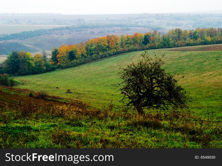 An image of meadow with lonely black tree