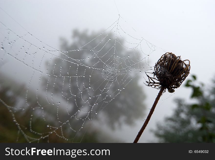 An image of a drops on web. Morning landscape. An image of a drops on web. Morning landscape