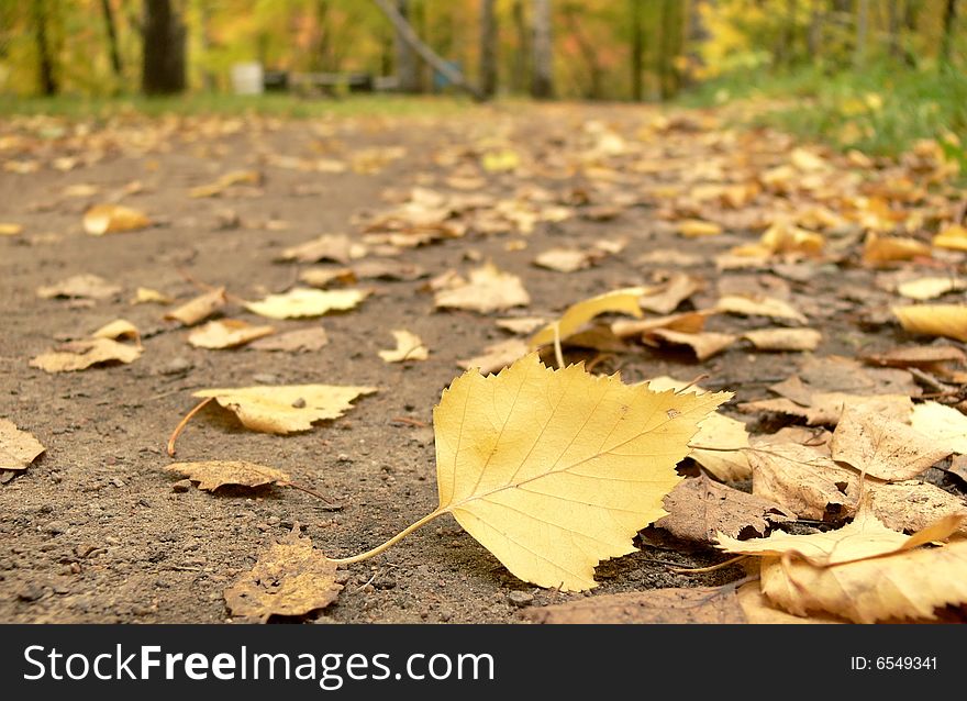 Footpath filled up by yellow leaves. Close up.