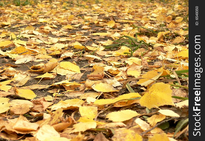 Footpath filled up by yellow leaves. Autumn