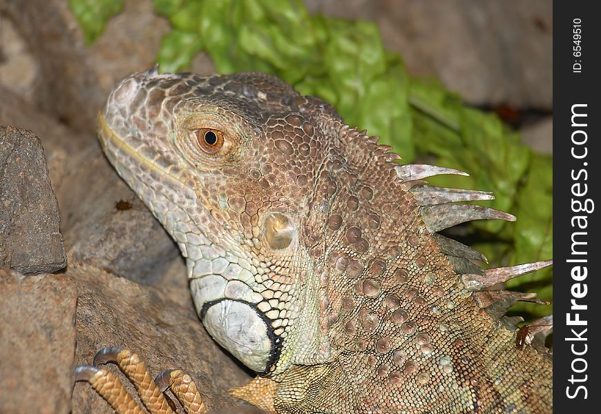 Head and face of an adult dragon